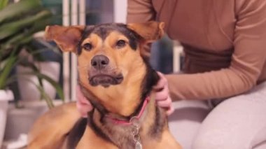 Kyiv, Ukrayna - 01.08.2024: Köpek insan en iyi dosttur. Sahibi bir köpeği okşuyor, cinsi olmayan bir evcil hayvanı. Ukrayna bayrağıyla bir köpeğin ağızlık kaplaması, madalyon.
