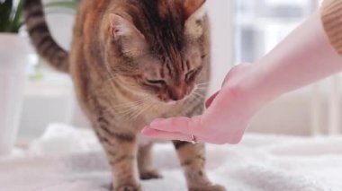 Kedilere şeker ya da vitamin vermek. Evcil şişman kedi, yakın plan. Evcil hayvan halının üzerinde oturuyor, huzurlu bir ev hayatı.