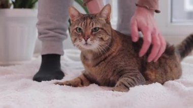 Bir kız evcil bir kediyi okşuyor. Sıcak, hafif bir halıda evcil hayvan. Parlak bir iç mekanda kedi, yakın plan. Sıcak bir atmosferde yaşlı, iyi beslenmiş bir kedi.