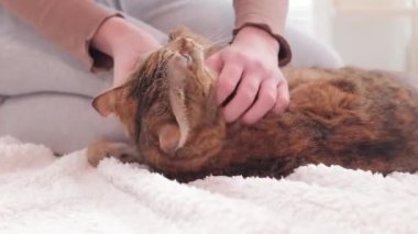 Bir kız evcil bir kediyi okşuyor. Sıcak, hafif bir halıda evcil hayvan. Parlak bir iç mekanda kedi, yakın plan. Sıcak bir atmosferde yaşlı, iyi beslenmiş bir kedi.
