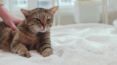 Bir kız evcil bir kediyi okşuyor. Sıcak, hafif bir halıda evcil hayvan. Parlak bir iç mekanda kedi, yakın plan. Sıcak bir atmosferde yaşlı, iyi beslenmiş bir kedi.