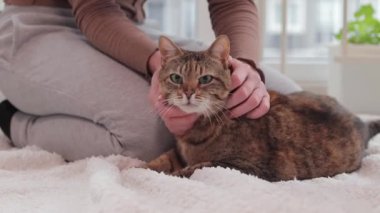 Bir kız evcil bir kediyi okşuyor. Sıcak, hafif bir halıda evcil hayvan. Parlak bir iç mekanda kedi, yakın plan. Sıcak bir atmosferde yaşlı, iyi beslenmiş bir kedi.