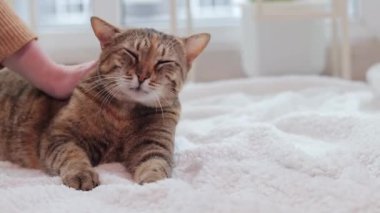 Bir kız evcil bir kediyi okşuyor. Sıcak, hafif bir halıda evcil hayvan. Parlak bir iç mekanda kedi, yakın plan. Sıcak bir atmosferde yaşlı, iyi beslenmiş bir kedi.