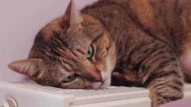 Bir kedi radyatörde kendini ısıtır, yakın plan. Kışın sıcak bir radyatörde evcil hayvan. Isıtma, evde sıcaklık.
