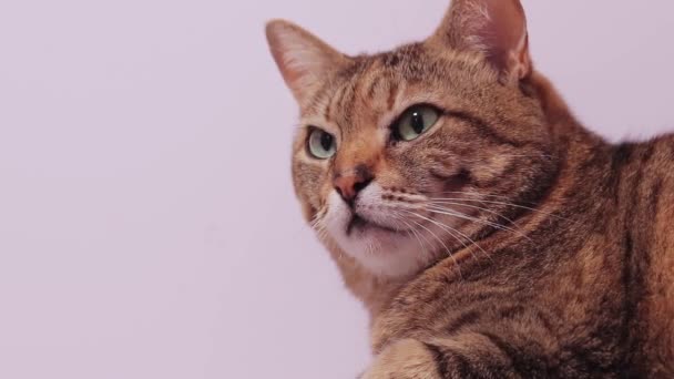 Huiselijke Slaperige Kat Close Kattengezicht Huisdier Vredig Thuis Leven — Stockvideo