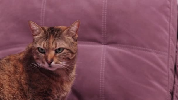 Hemma Sömnig Katt Närbild Kattens Ansikte Sällskapsdjur Fridfullt Hemliv — Stockvideo