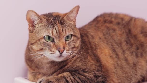 Uyuyan Kedisi Yakın Plan Kedi Suratı Evcil Hayvan Huzurlu Hayatı — Stok video