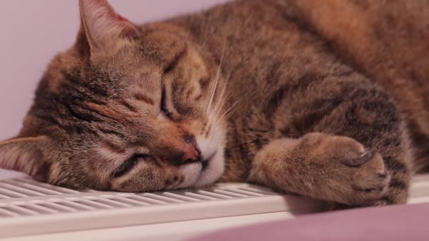 Кошка Греется Батарее Крупным Планом Животное Теплом Радиаторе Зимой Отопление — стоковое видео