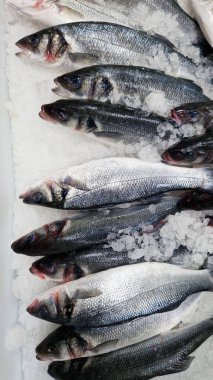 Taze balıklar buzda yakın planda duruyor. Dükkandaki soğutmalı tezgahta balık. Süpermarket. Dicentrarchus labrax. Sağlıklı bir diyet için omega yağ asitleri kaynağı. Deniz levreği