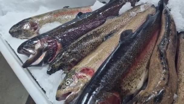 Taze Balıklar Buzda Yakın Planda Duruyor Dükkandaki Soğutmalı Tezgahta Balık — Stok video