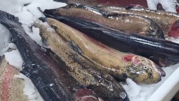 Pescado Fresco Encuentra Primer Plano Hielo Afeitado Pescado Mostrador Refrigerado — Vídeo de stock