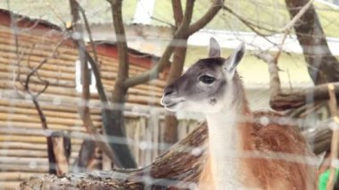 Lama guanaco. Güzel bir otçulun ağızlık sesi. Kışın Lama, yakın çekim.