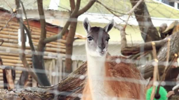Lama Guanaco Muzzle Beautiful Herbivore Lama Chews Close Winter — Stock Video