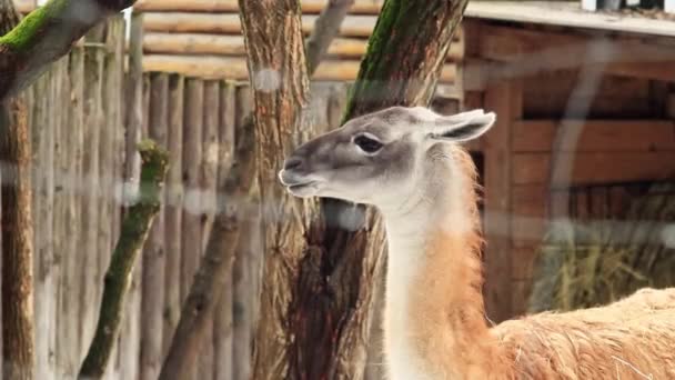 Lama Guanaco Muzzle Beautiful Herbivore Lama Chews Close Winter — Stock Video