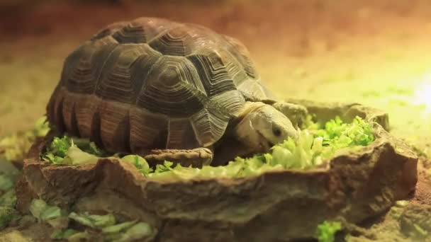 Grekisk Sköldpadda Sköldpaddan Äter Gröna Salladsblad Närbild Sköldpadda Terrarium Fem — Stockvideo
