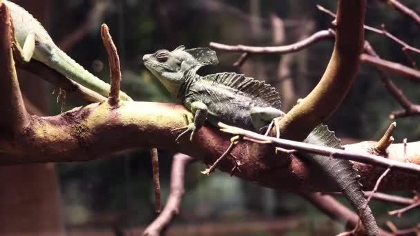 绿色的Basilisk Basiliscus水龙 一只美丽的绿色蜥蜴坐在树枝上 水族馆里的蜥蜴 — 图库视频影像