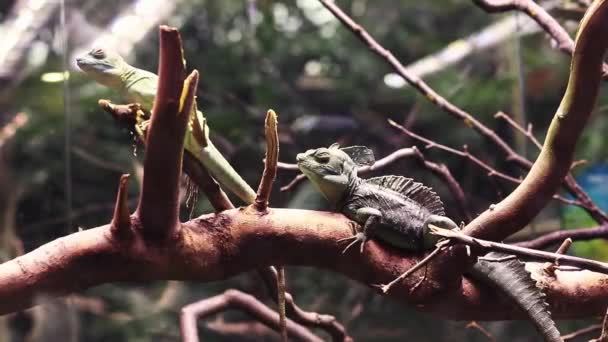 바실리스크 바실리스커스 아름다운 도마뱀이 가지에 앉아있습니다 Lizard Terrarium — 비디오