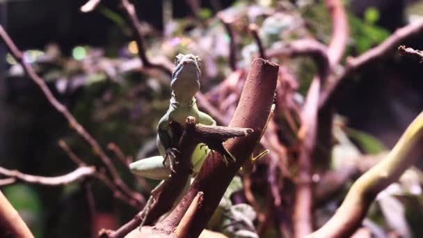 Yeşil Basilisk Basiliscus Tüyleri Güzel Yeşil Bir Kertenkele Bir Ağaç — Stok video
