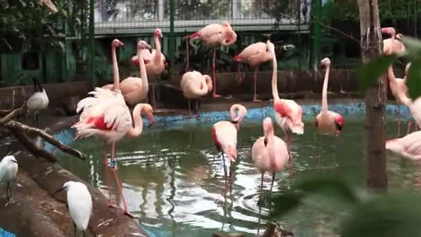 Stado Różowych Flamingów Ciepłym Domu Zbliżenie Stada Flamingów Sztucznym Jeziorze — Wideo stockowe