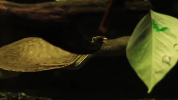 Trionyx Tortues Molles Chinoises Actives Nage Rapidement Dans Aquarium Une — Video