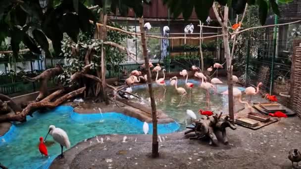 Ein Schwarm Rosa Flamingos Einem Warmen Haus Nahaufnahme Einer Flamingos — Stockvideo