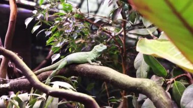Yeşil basilisk. Basiliscus tüyleri. Güzel yeşil bir kertenkele bir ağaç dalında oturuyor, yakın plan. Akvaryumdaki kertenkele
