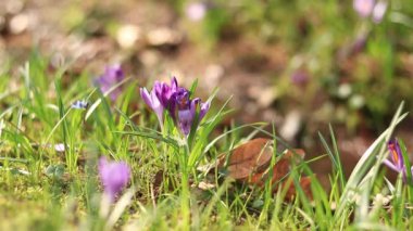 Çiçek açan mor kır çiçekleri kapanıyor, güneşli bahar günü. Doğada çiçekler var. Çimlerin arasında büyüyen güzel timsahlar. Bir derenin arka planına karşı narin mor çiçek