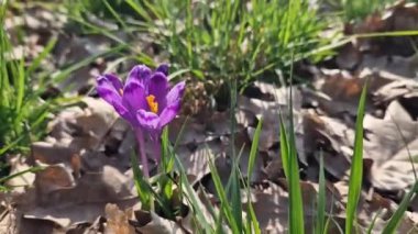 Çiçek açan mor kır çiçekleri kapanıyor, güneşli bahar günü. Doğada çiçekler var. Çimlerin arasında büyüyen güzel timsahlar. Narin mor çiçek, seçici odak