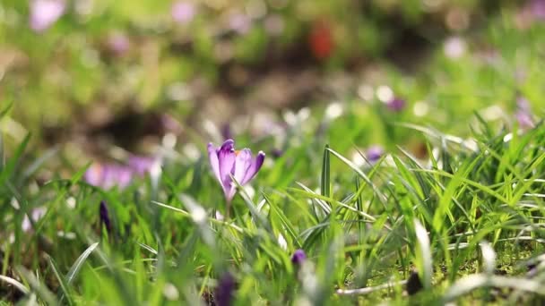 Kwitnące Purpurowe Kwiaty Krokusa Bliska Słoneczny Wiosenny Dzień Kwiaty Przyrodzie — Wideo stockowe