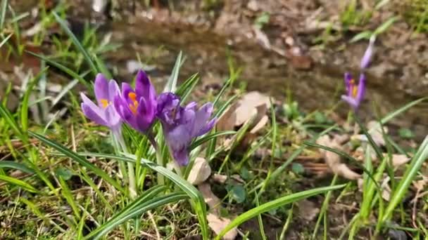 紫色のカラス花を咲かせる 晴れた春の日 屋外の自然の中の花 草の間で成長する美しいワニ ストリームの背景に対して紫色の花を飾る — ストック動画