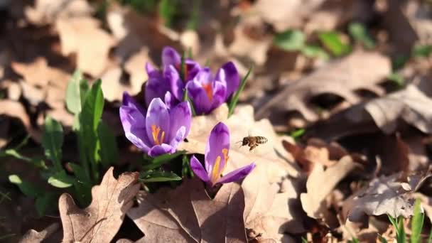 Een Bij Verzamelt Nectar Van Krokusbloemen Lente Bloeiende Paarse Krokusbloemen — Stockvideo
