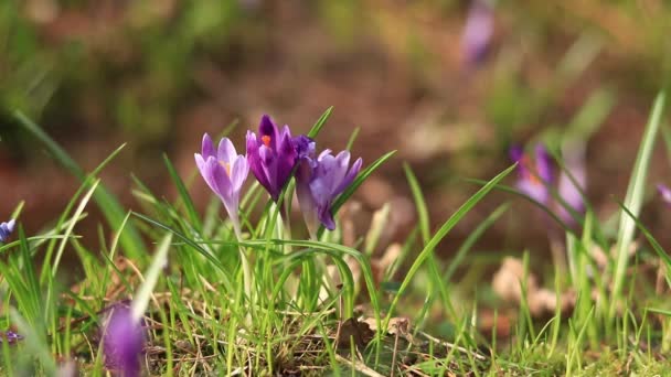 Bloeiende Paarse Krokusbloemen Van Dichtbij Zonnige Lentedag Bloemen Natuur Buiten — Stockvideo