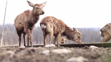 Iza, Zakarpattia Oblastı, Ukrayna - 12 Mart 2024: İlkbaharda Sika geyik çiftliği. Vahşi doğa. Geyikler güneşli havalarda çiftliğin etrafında dolaşır, otçullar