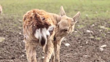 Iza, Zakarpattia Oblastı, Ukrayna - 12 Mart 2024: İlkbaharda Sika geyik çiftliği. Vahşi doğa. Geyikler güneşli havalarda çiftliğin etrafında dolaşır, otçullar