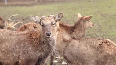 Iza, Zakarpattia Oblastı, Ukrayna - 12 Mart 2024: İlkbaharda Sika geyik çiftliği. Vahşi doğa. Geyikler güneşli havalarda çiftliğin etrafında dolaşır, otçullar
