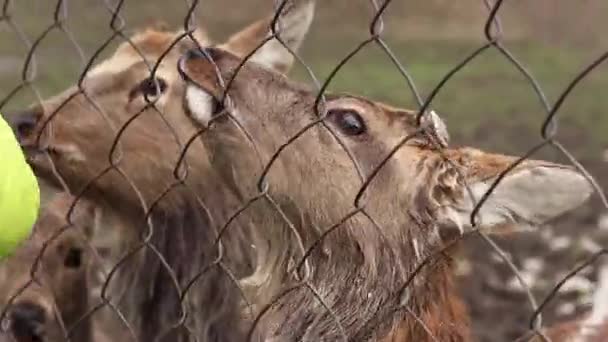 Iza Zakarpattia Oblast Ukrajina Března 2024 Deer Close Jaře Venku — Stock video