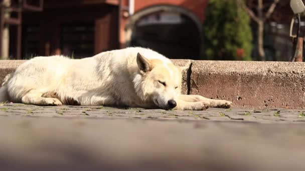 Büyük Beyaz Evsiz Köpek Sokakta Dinleniyor Köpek Taşın Üzerine Uzanmış — Stok video
