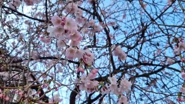 Sakura Kwitnie Wiosną Miękkie Różowe Kwiaty Tle Nieba Gałęzi Drzew — Wideo stockowe