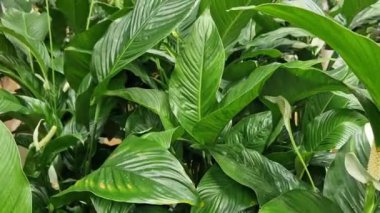 Süs bitkisi Spatthiphyllum 'un güzel çiçeği. Geniş yeşil yapraklı arka planda beyaz çiçekler, ısıya duyarlı bir bitki. Mağazada küvette çiçek satmak.