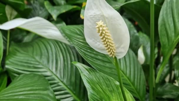 Prachtige Bloem Van Sierplant Spathiphyllum Witte Bloemen Tegen Een Achtergrond — Stockvideo