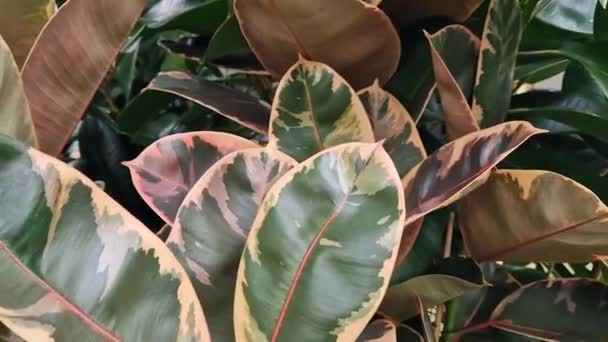 Ficus Elastica Belize Butik Säljer Inomhusväxter Lämnar Närbild Vacker Växt — Stockvideo