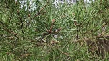 Çam ormanı, bir dalın yakın görüntüsü. Çam dallarının manzarası. Baharda doğa. Kozalaklı bitki, doğa, ağaçlar