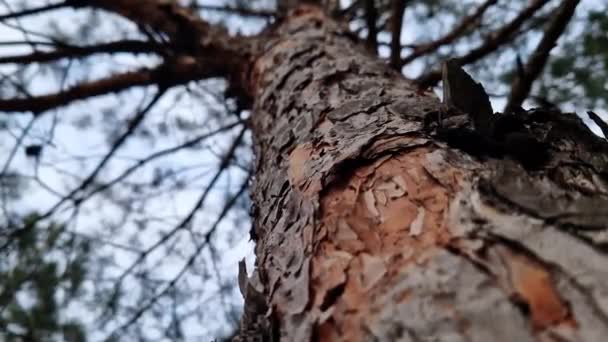 パインフォレスト 下のビュー 松の枝を通して空を見る クローズアップバークテクスチャ 選択的な焦点 春の自然 — ストック動画
