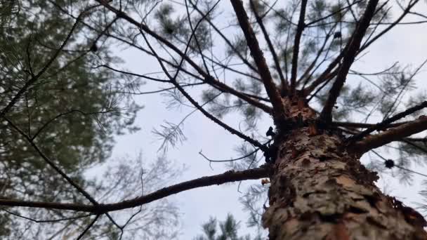 Сосновый Лес Вид Снизу Вверх Вид Небо Через Сосновые Ветви — стоковое видео