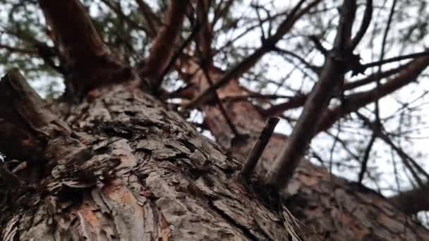パインフォレスト 下のビュー 松の枝を通して空を見る クローズアップバークテクスチャ 選択的な焦点 春の自然 — ストック動画