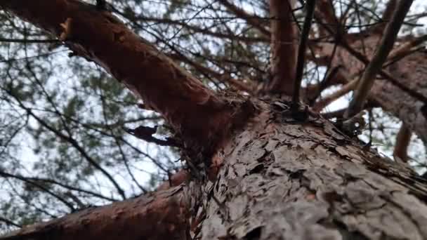Сосновий Ліс Вид Знизу Вид Неба Через Соснові Гілки Крупним — стокове відео