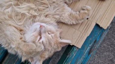 Evsiz bir kedi baharda bankta uyuyor, yakın plan. Sokakta dinlenen sevimli kedi.