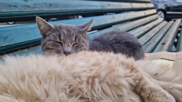 一只无家可归的猫睡在长椅上 可爱的猫在街上休息 — 图库视频影像