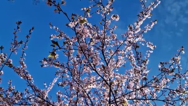 Wiosna Kwitnie Parkach Miejskich Kwitnące Drzewa Wiosna — Wideo stockowe