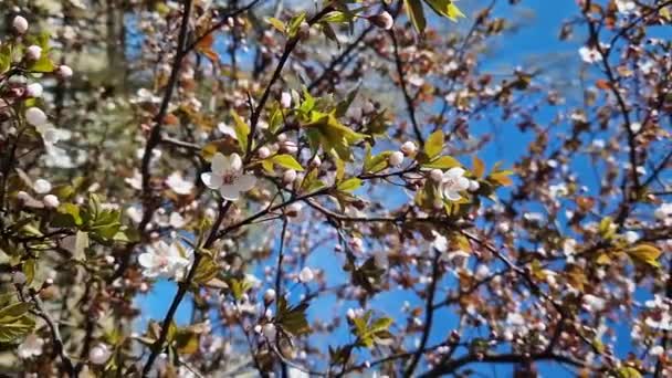 Florecimiento Primaveral Árboles Parques Urbanos Árboles Florecientes Primavera — Vídeos de Stock